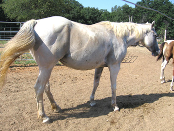 Azetta
