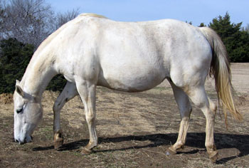 AzettaDec2007Grazing