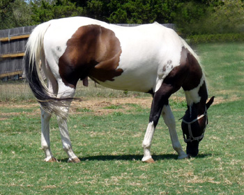 August 2012 grazing Right side