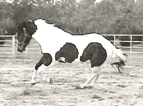 Cherokee Image Too at play