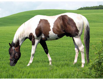 Charokee Image Too-The Italian Stallion