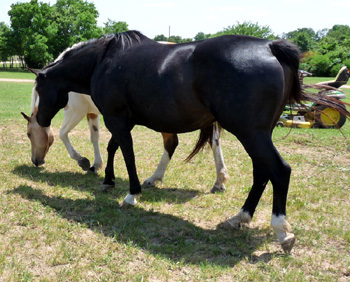 Easy in field - May 2010