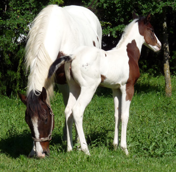 Gee & filly @ 2 weeks