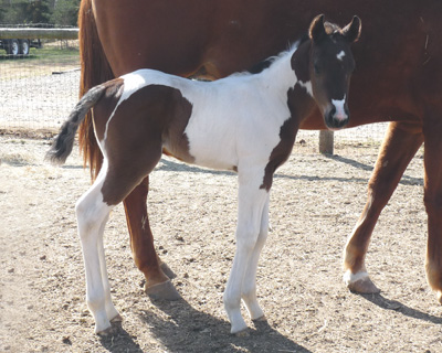 Judy 09 colt @ 5 days