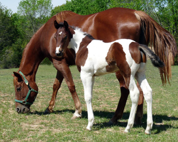 Judy colt @ 30 days old