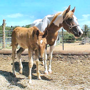 Moonrise Lilly with 2004 Colt