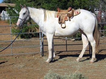 Pie in saddle 10-18-08