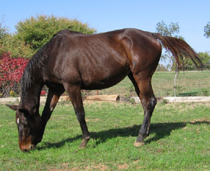 Rosie Left November 06