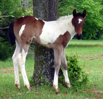 2010 Filly @ 3 weeks old
