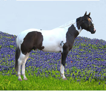 Cherokee Image Too